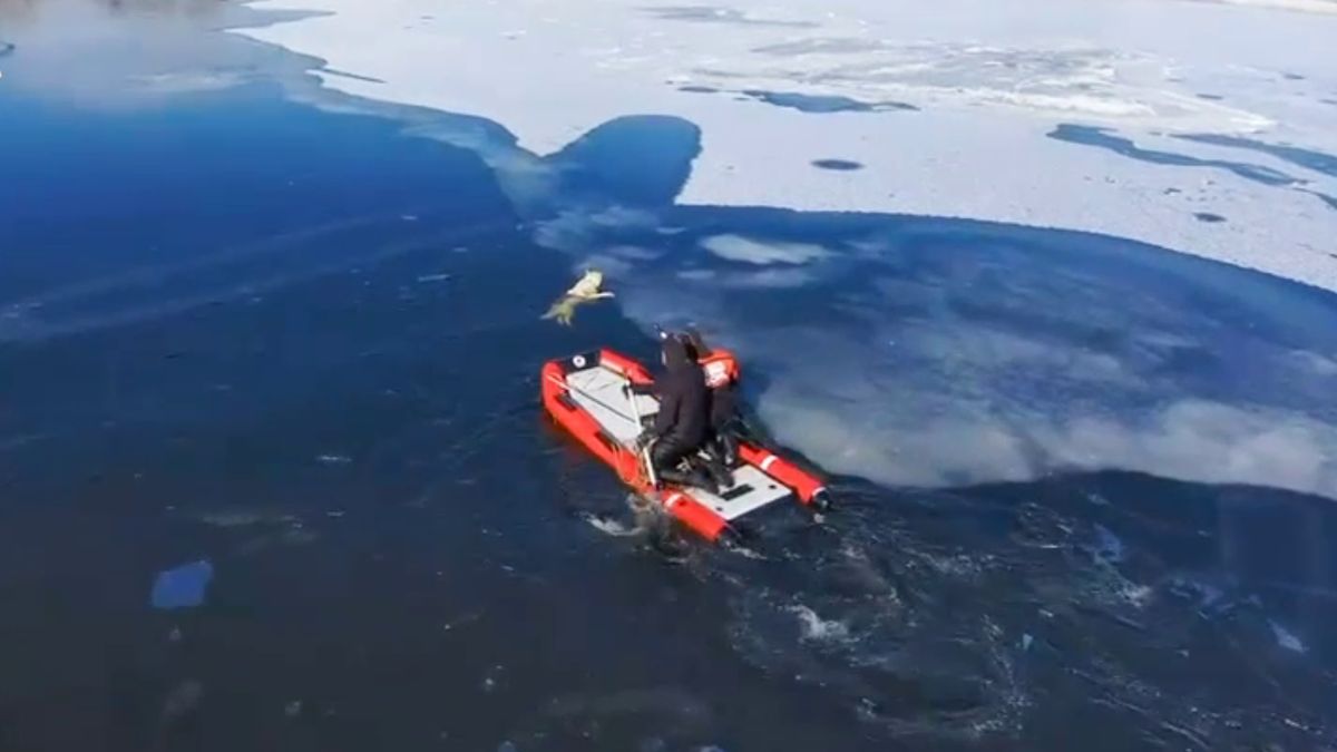 На Оболоні надзвичайники врятували собаку з крижаної води Дніпра