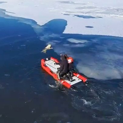 На Оболоні надзвичайники врятували собаку з крижаної води Дніпра - 412x412