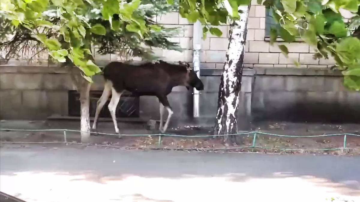 У Києві заблукав дикий лось: його приспали дротиком