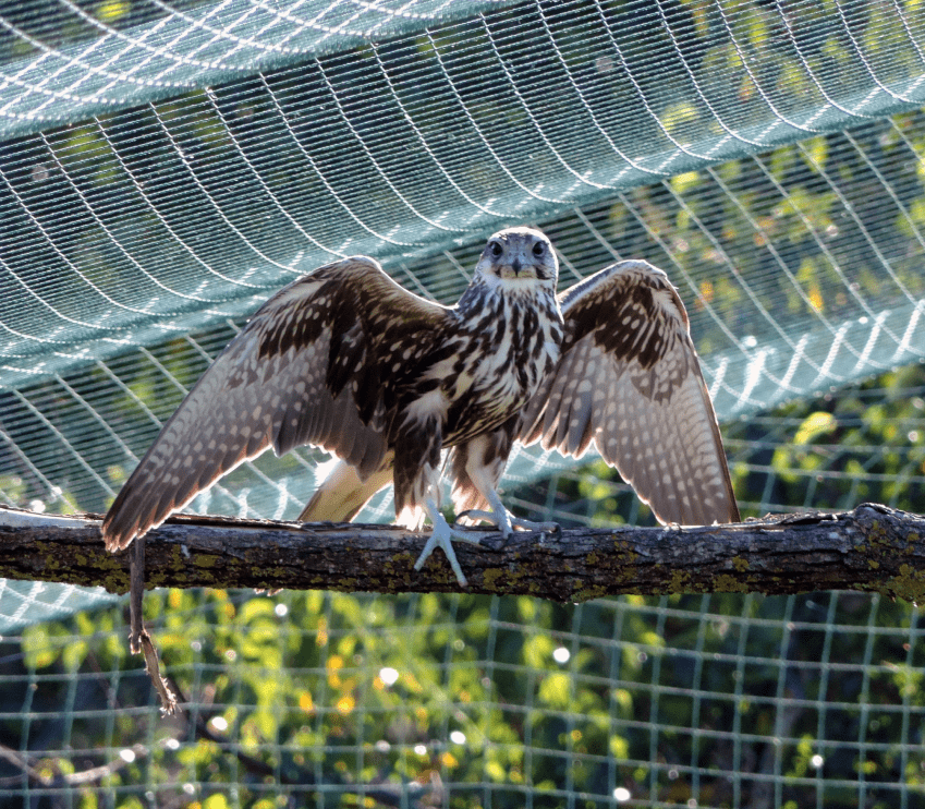 балабана випустили на волю