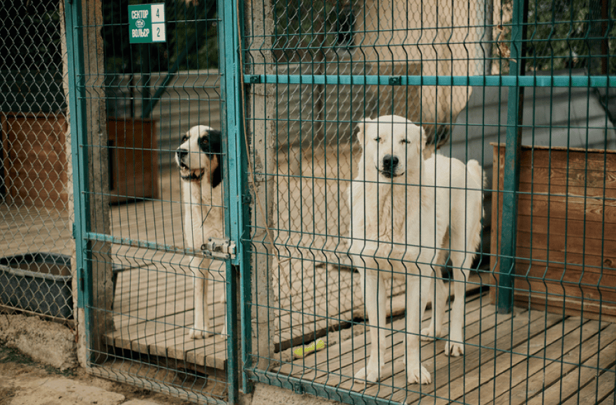 Gostomel Shelter - тварини