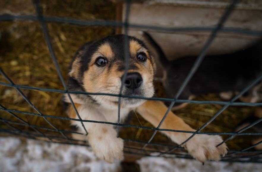 Сіріус притулок для тварин
