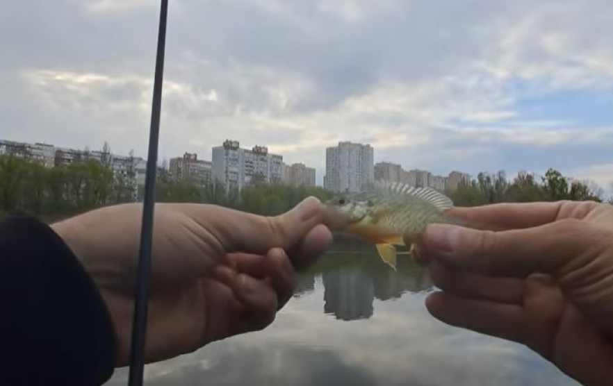 Сонячний окунь