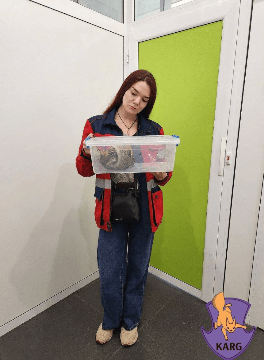 пітон у лісі біля Києва