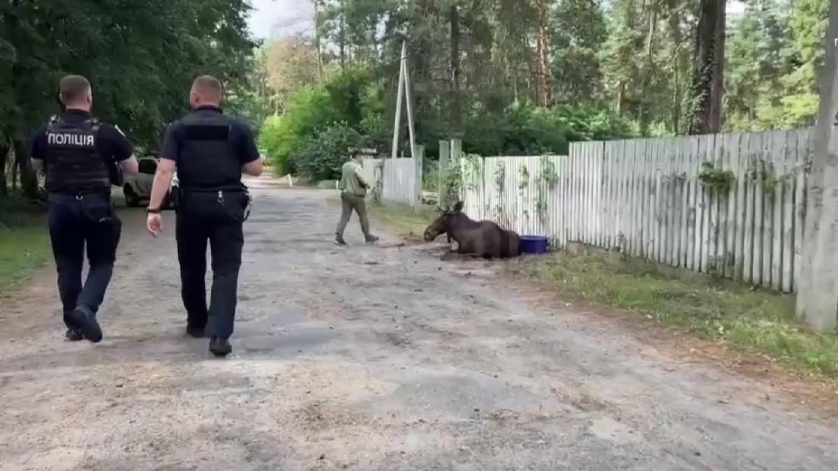У Києві патрульні рятували знесиленого лося: відео
