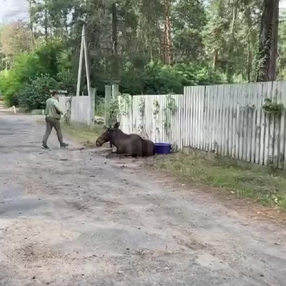 У Києві патрульні знайшли знесиленого лося: відео - 412x412