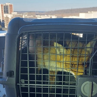 Лисиця видерлась на дах недобудови на Київщині: фото - 412x412