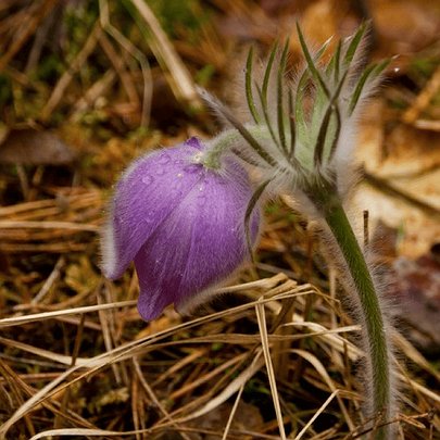 У Чорнобилі помітили рідкісну рослину, занесену до Червоної книги: фото - 412x412