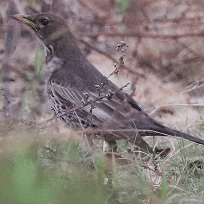 У Чорнобилі побачили рідкісного птаха, що вперше за 50 років з'явився на Київщині - 412x412