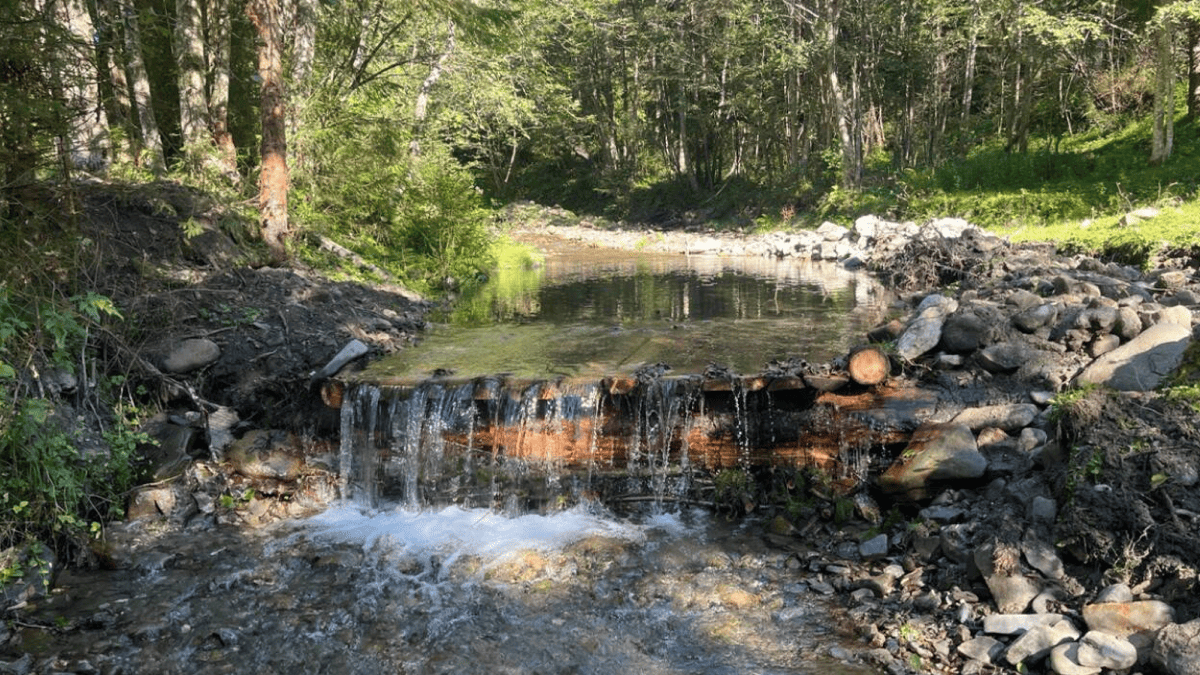 У Карпатах для ведмедів звели десятки форелепадів, щоб їм було легше ловити рибу