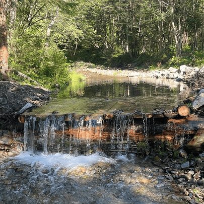 У Карпатах для ведмедів звели десятки форелепадів, щоб їм було легше ловити рибу - 412x412