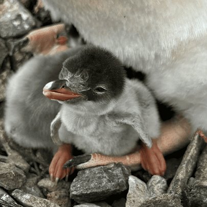 На cтанції Академіка Вернадського вилупились перші пінгвінята: фото - 412x412