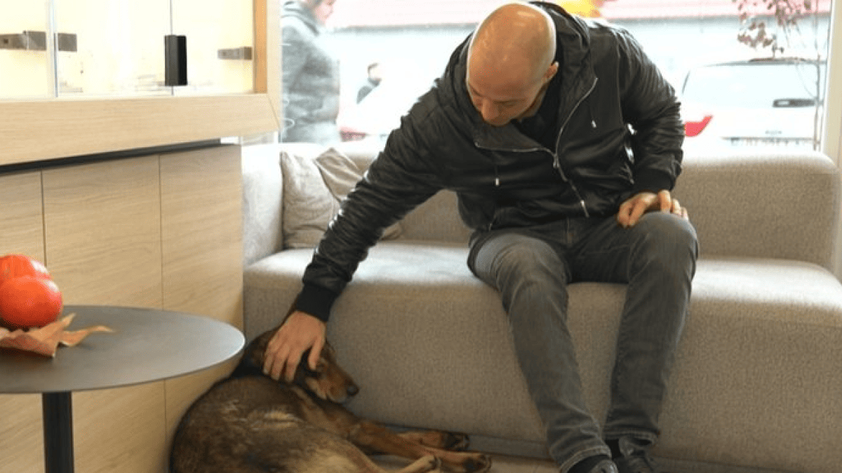 В Одесі власник магазину електроніки прихистив п'ятьох собак