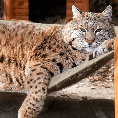 У київському зоопарку показали, як рись Степан насолоджується весняним теплом: фото - 412x412