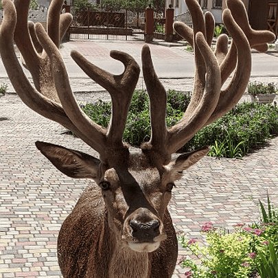 Водійку, що збила оленя Бориса на авто, позбавили права на керування - 412x412