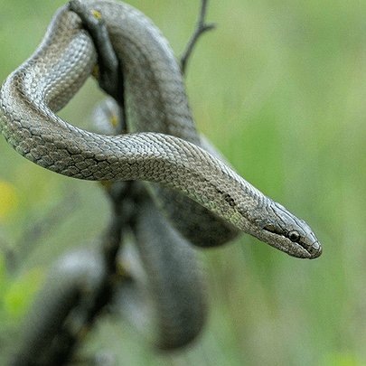 На ВДНГ помітили змію, нетипову для цієї місцевості - 412x412