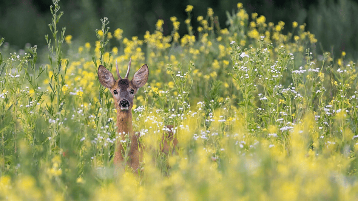 Конкурс визначив найкращі фото української природи 2025 року