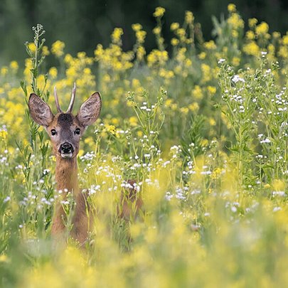 Конкурс визначив найкращі фото української природи 2025 року - 412x412