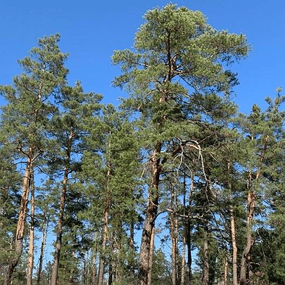 У Пущі-Водиці можуть вирубати 10 га здорового лісу - 412x412