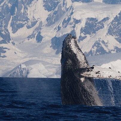 Науковці "Вернадського" показали вражаючі фото горбатого кита в Антарктиці - 412x412