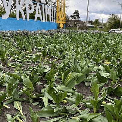 У Києві невідомі знищили клумби з тюльпанами на кількох локаціях: фото - 412x412