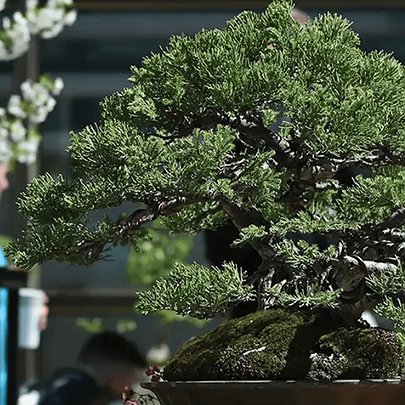 У ботсаду Гришка відбудеться унікальна виставка бонсаї - 412x412