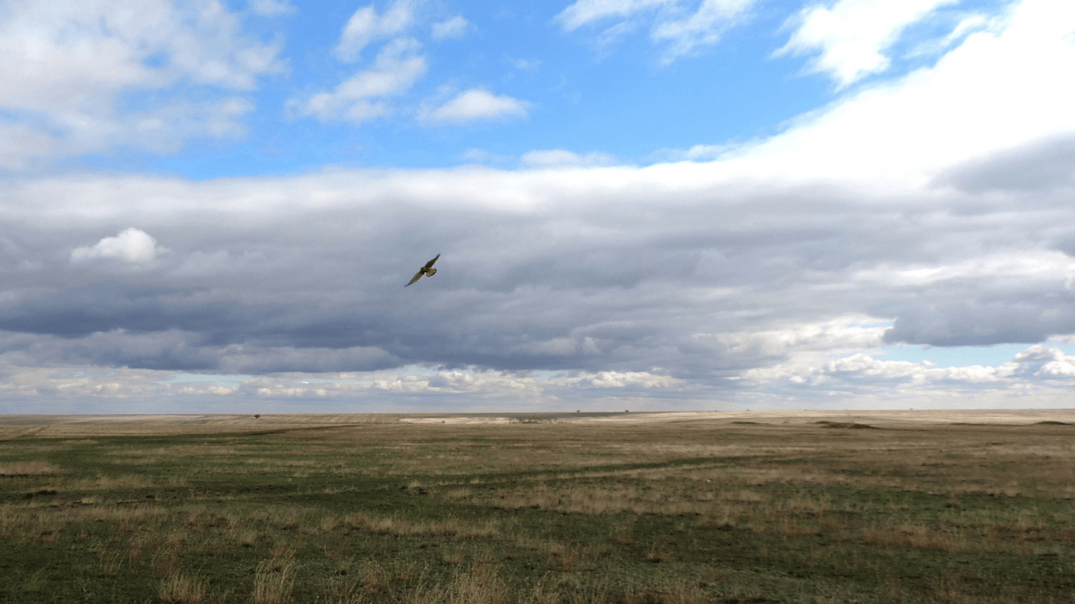 КиївЗоо випустив у дику природу червонокнижного птаха