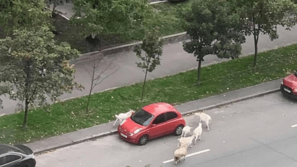 На Позняках кози стрибають по автівках: мешканці звернулися до влади