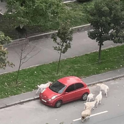 На Позняках кози стрибають по автівках: мешканці звернулися до влади - 412x412