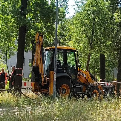Вирубка столітніх дубів на Теремках: місто відмовилось зберегти дерева - 412x412