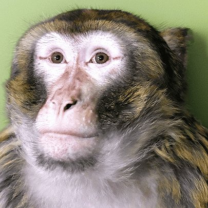 Київський зоопарк прихистив мавпу, яка бігала вулицями Гостомеля - 412x412