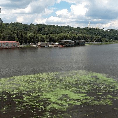 Як цвітіння Дніпра впливає на якість води у Києві - 412x412