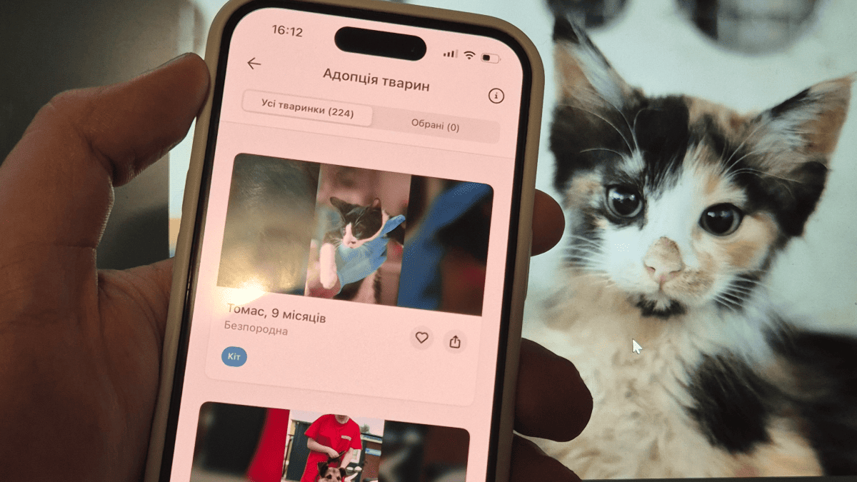 Кияни, що прихистять тварин з притулку, отримають подарунки: деталі ініціативи