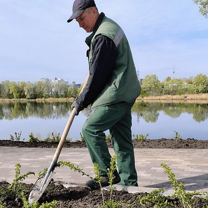 Біля озера Йорданське на Оболоні висадили понад 300 квітучих кущів: фото - 412x412