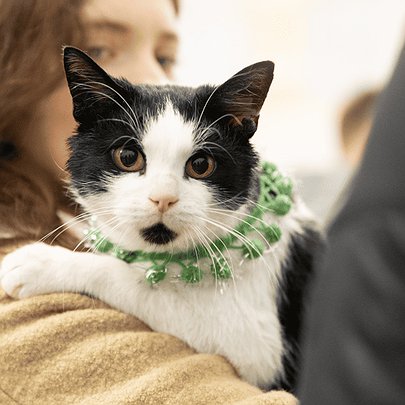 На ВДНГ відбудеться фестиваль адопції тварин AdoptMe Days - 412x412