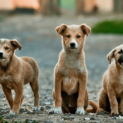 Чому важливо зареєструвати домашнього улюбленця: у КМДА пояснили - 412x412