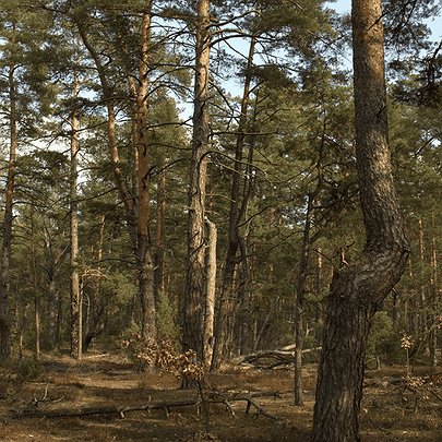 Суд повернув у власність держави 174 га лісу на Київщині - 412x412