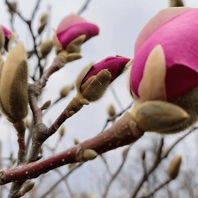 У столиці розпочався сезон сакур та  магнолій: де можна насолодитися цвітінням - 412x412