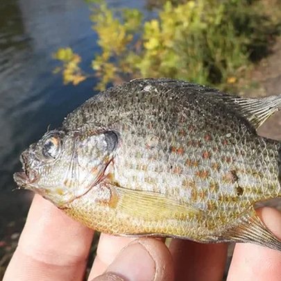 У київських водоймах з'явився "окунь-піранья": чим ця риба небезпечна - 412x412