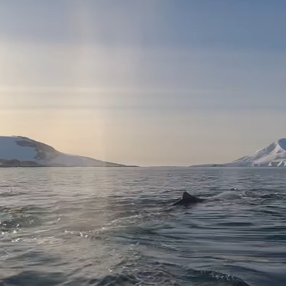 Полярники "Вернадського" натрапили на групу горбатих китів: відео - 412x412