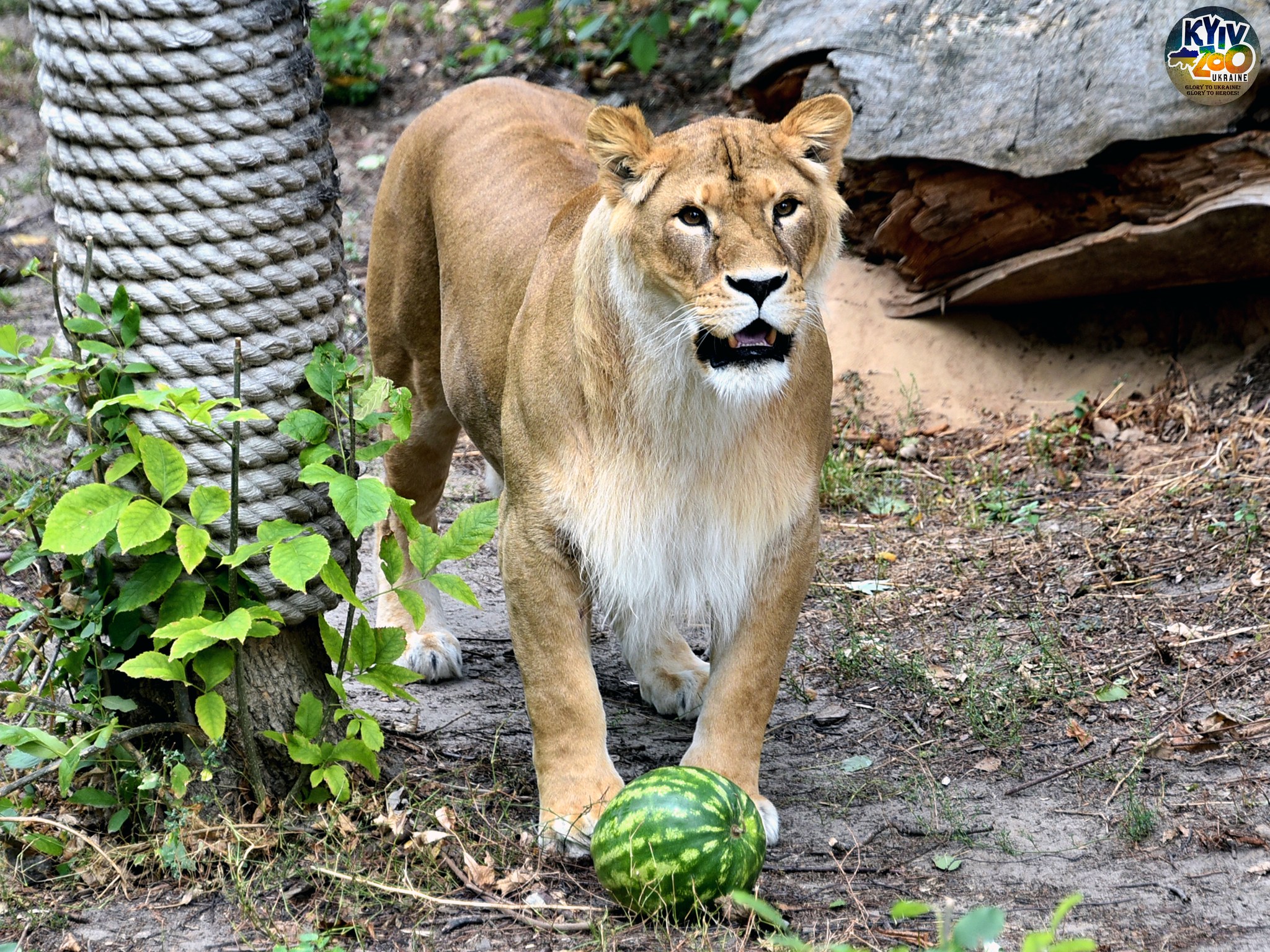 У Київському зоопарку відбудуться показові годування тигрів, левів і гієн