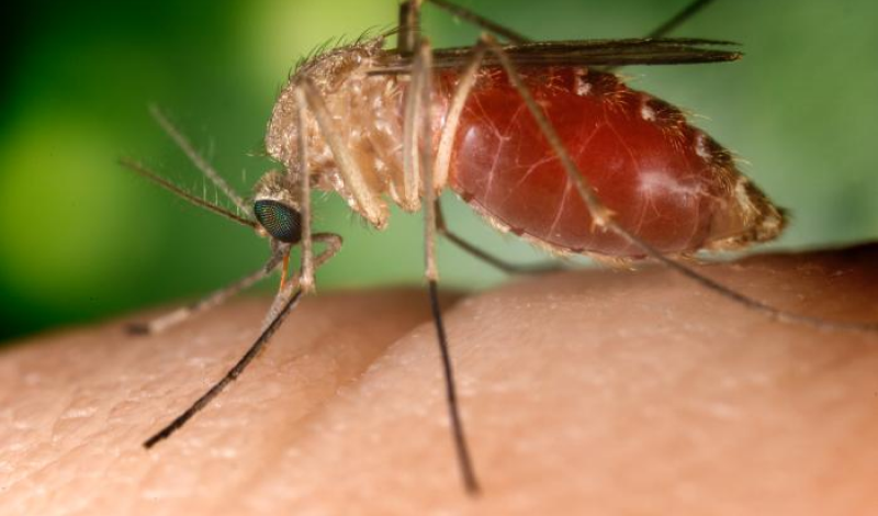 комарі виду Culex - де поширені