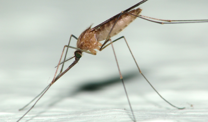 комарі виду Anopheles - де поширені