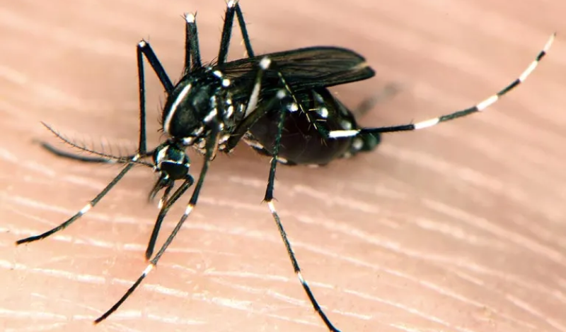 комарі виду Mansonia та Haemagogus - де поширені