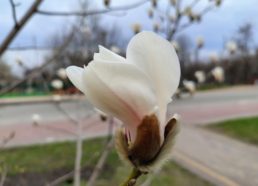 де цвітуть магнолії у Києві
