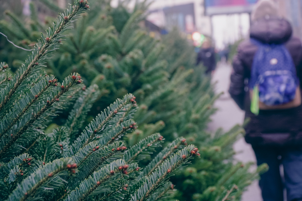 У Києві облаштують пункти збору новорічних ялинок