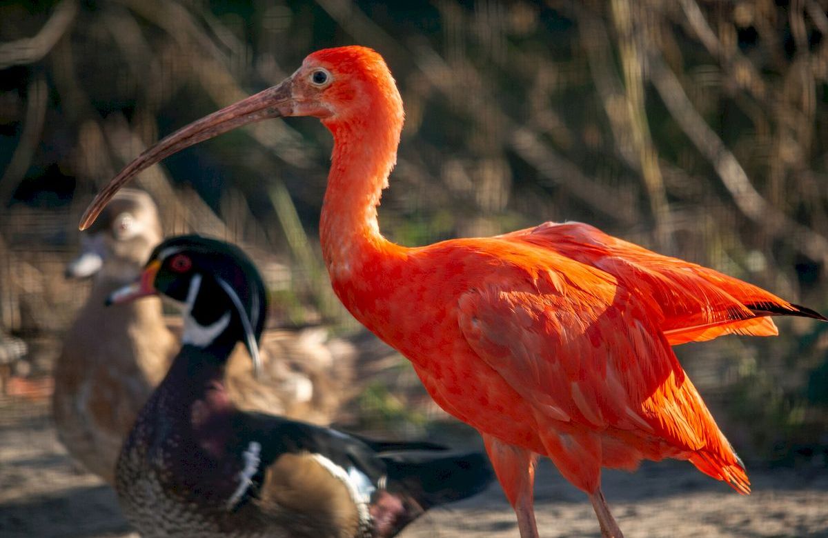 Екзотичні птахи Київського зоопарку переїхали до оновленого літнього авіарію: фото