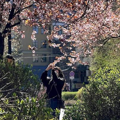 У Києві біля кінотеатру "Жовтень" розквітла декоративна слива: фото - 412x412