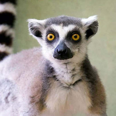 У КиївЗоо волонтери з Дніпропетровщини привезли лемура: він потребує реабілітації - 412x412