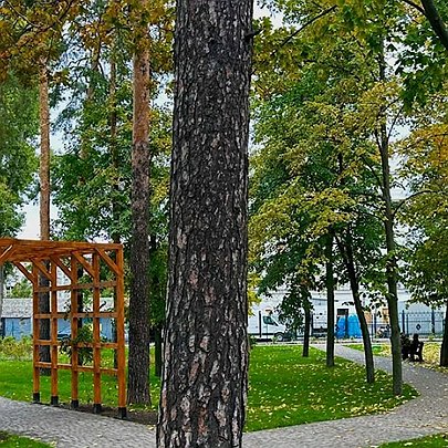 У Києві назвали найзеленіші райони: нове дослідження ЛУН - 412x412